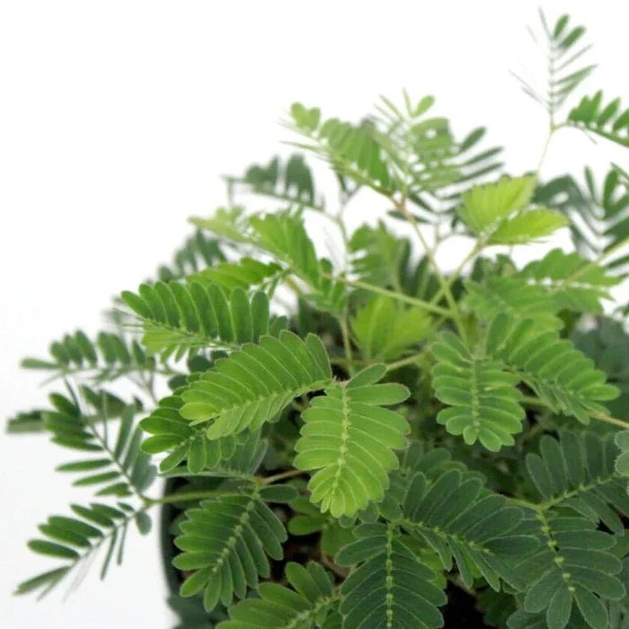 Close-up of Mimosa pudica sensitive plant with fern like foliage