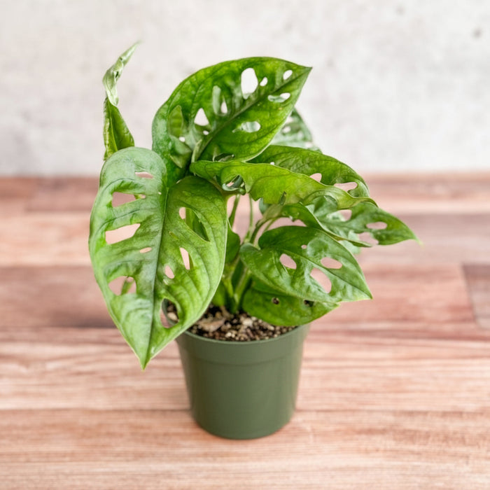 Monstera Adansonii Swiss Cheese Plant in 4 Inch green nursery pot