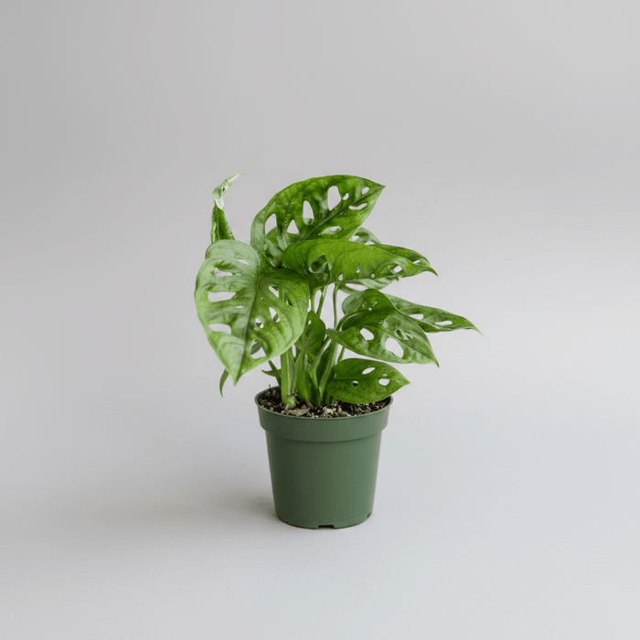 Monstera Adansonii Swiss Cheese Plant - Ed's Plant Shop