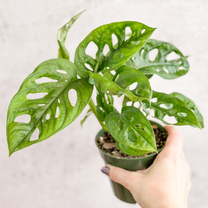Monstera Adansonii Swiss Cheese Plant closeup of green foliage and fenestrations