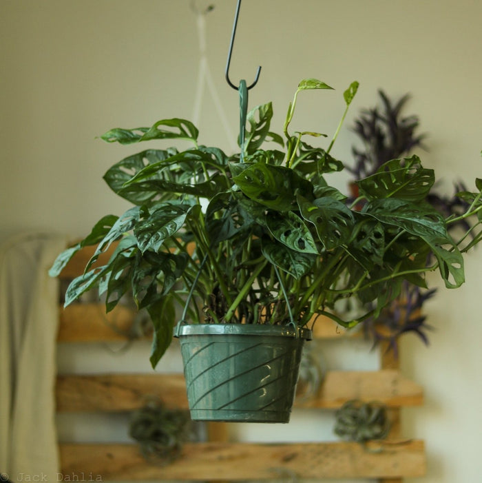 Monstera Adansonii Swiss Cheese Plant in 8-inch hanging basket