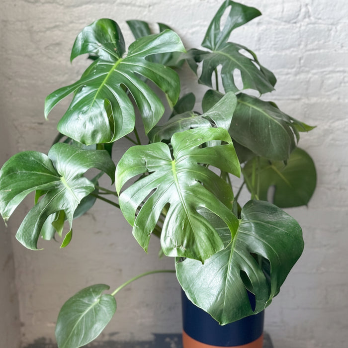Large established Monstera deliciosa plant with split leaves on plant stand