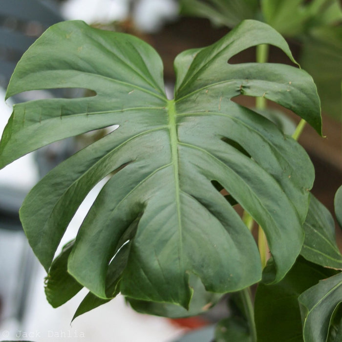 Close-up of a mature Monstera deliciosa leaf showing deep natural splits and texture.