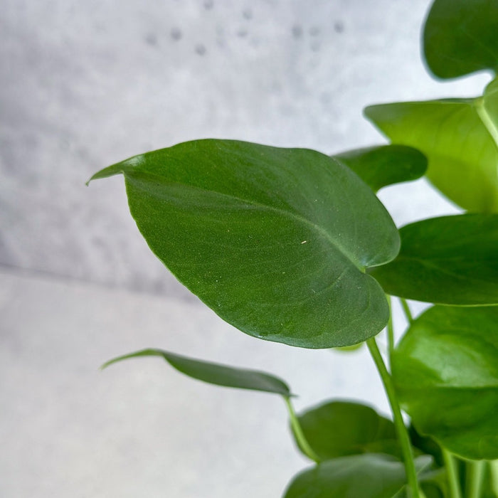 Close-up of a mature Monstera deliciosa leaf showing deep natural splits and texture.