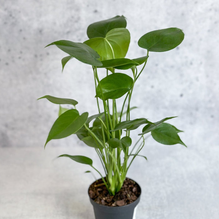 Young Monstera deliciosa plant with smooth green leaves in a black nursery pot.