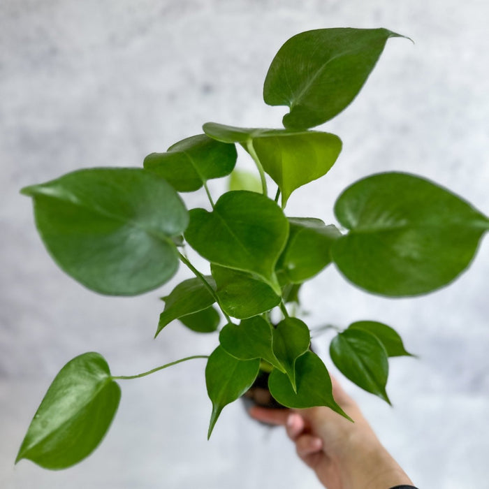 Hand holding a young Monstera deliciosa plant with smooth green leaves in a black nursery pot.