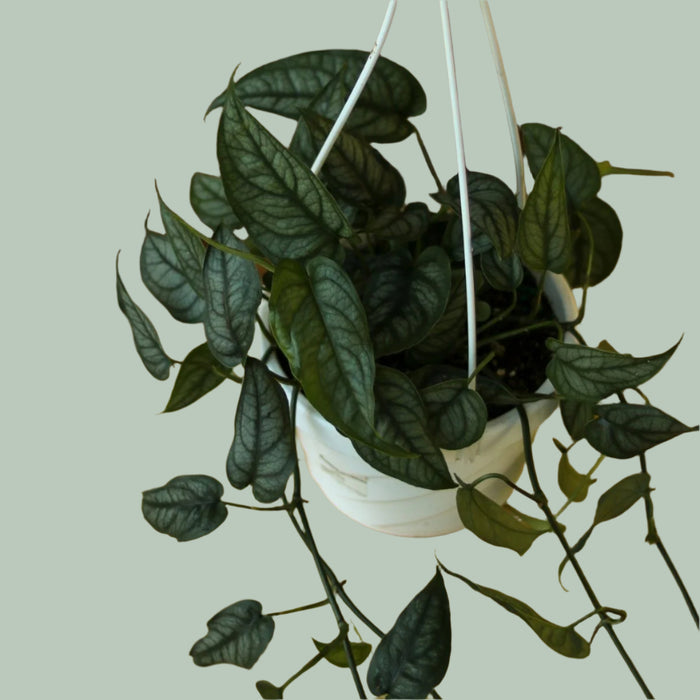 Silver Monstera - Monstera siltepecana - Various Hanging Basket Sizes - Ed's Plant Shop