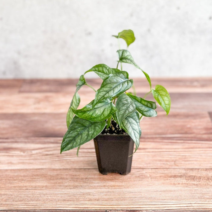 Silver Leaf Monstera with heart-shaped green and silver leaves in small black nursery pot.