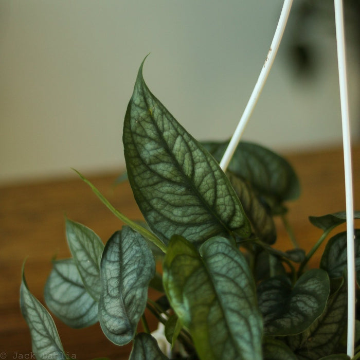 Close-up of Monstera siltepecana leaf with silver-green veins and climbing vine texture.