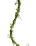 Mossy Forest Vine