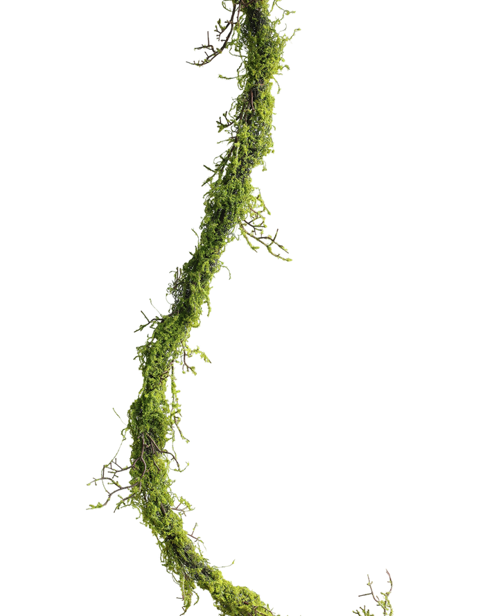 Mossy Forest Vine