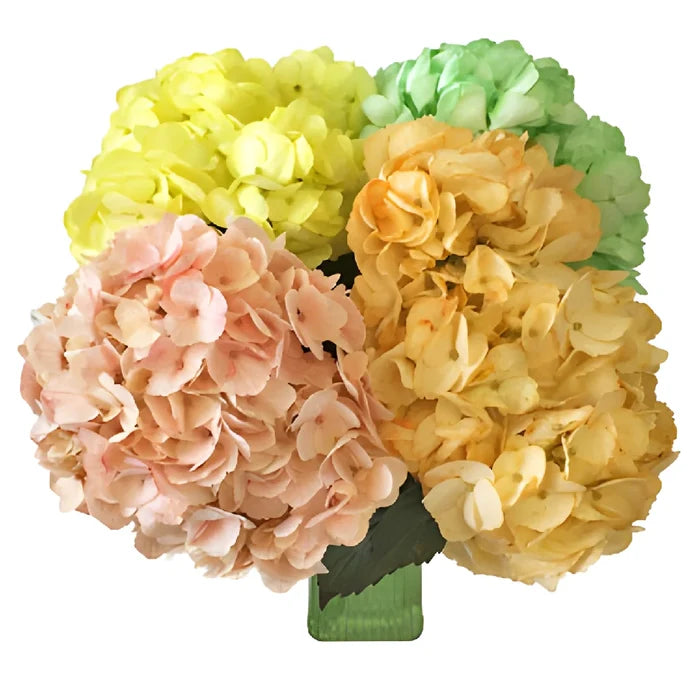 Mothers Day Fresh-Cut Tinted Hydrangea Flower Choose Your Color