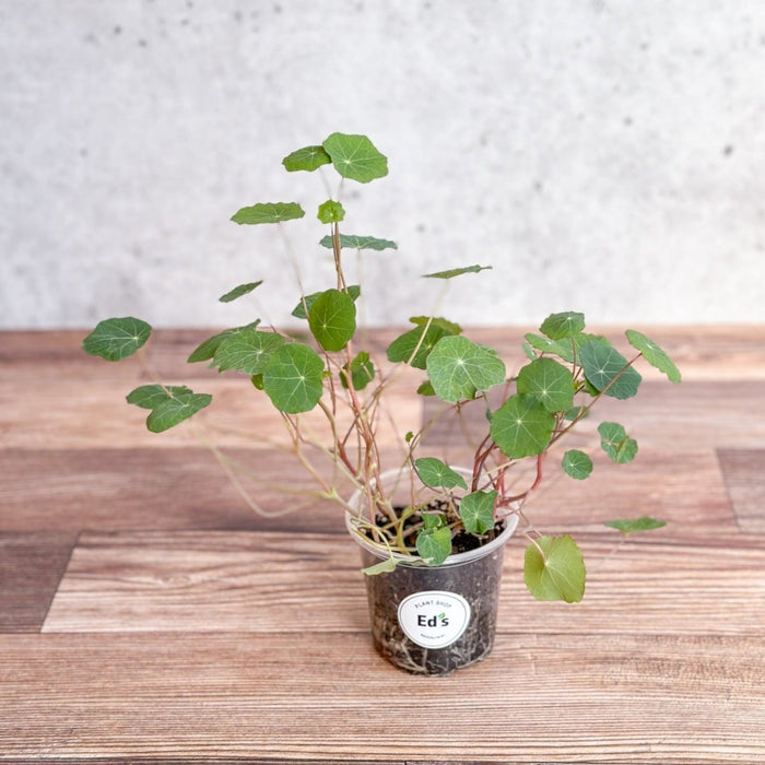 Nasturium - Tall Trailing Nasturitium Mix - Ed's Plant Shop