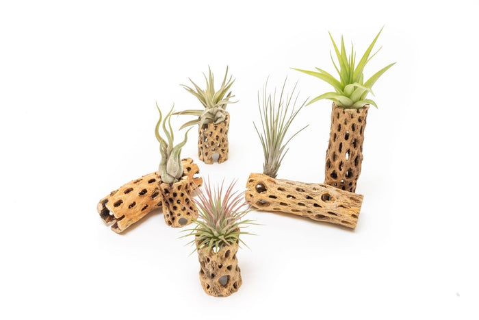 Natural Cholla Wood Container - 6 Inches Tall with Tillandsia Assorted Air Plants - Ed's Plant Shop