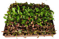 Nepenthes Carnivorous Plant Assortment, 2" Pots - Ed's Plant Shop