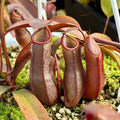 Nepenthes Rebecca Soper Pitcher Plant Hanging Basket - Ed's Plant Shop