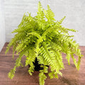 Nephrolepis Exaltata ‘Rita's Gold'’ - 6 Inch - Ed's Plant Shop