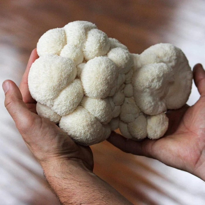 Organic Lion's Mane ‘Spray & Grow’ Mushroom Growing Kit - Ed's Plant Shop