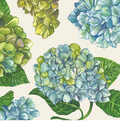 Hydrangea