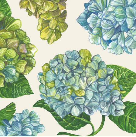 Hydrangea