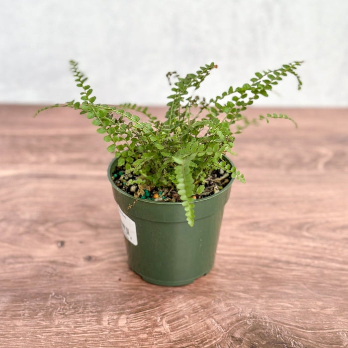 Pellaea rotundifolia - Button Fern - 4 Inch - Ed's Plant Shop