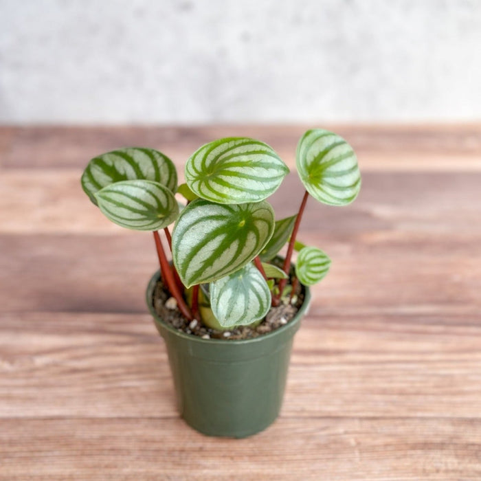 Watermelon Peperomia with round striped leaves in a small pot at Ed's Plant Shop