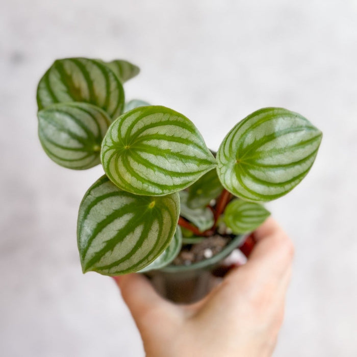 Top-down view of Watermelon Peperomia with fan-like patterned leaves