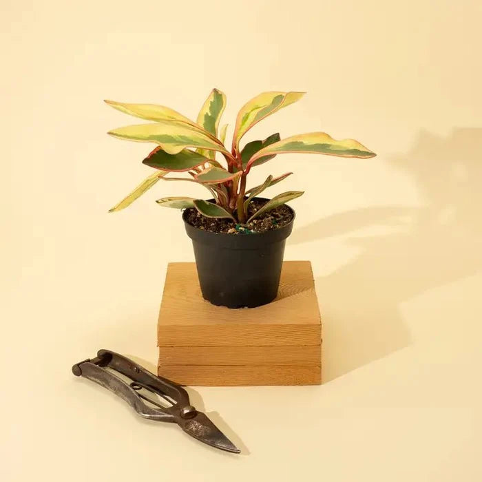 Peperomia clusiifolia 'Ginny' - Tricolor Peperomia - Ed's Plant Shop