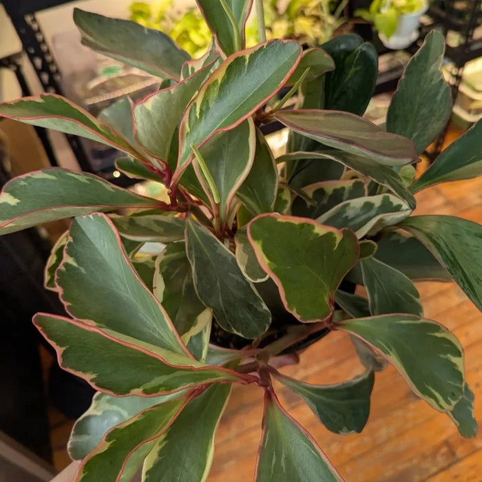 Tricolor Peperomia