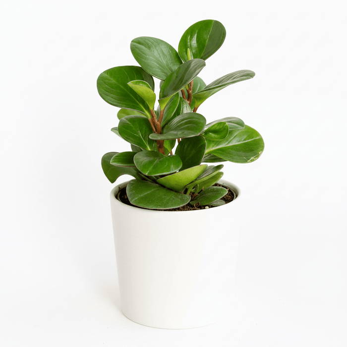 Peperomia Obtusifolia Green Baby Rubber Plant in white ceramic pot on white background, compact upright growth with deep green oval leaves