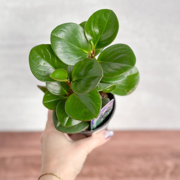 loseup of Peperomia Obtusifolia Green Baby Rubber Plant with thick glossy leaves and red stems