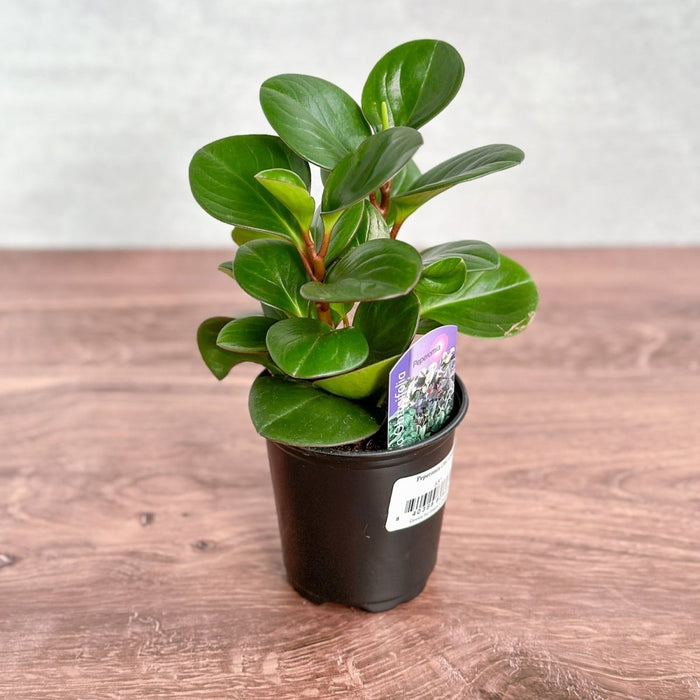 Peperomia Obtusifolia Green Baby Rubber Plant in black nursery pot on warm wood surface, showing natural bushy growth habit with glossy dark green foliage