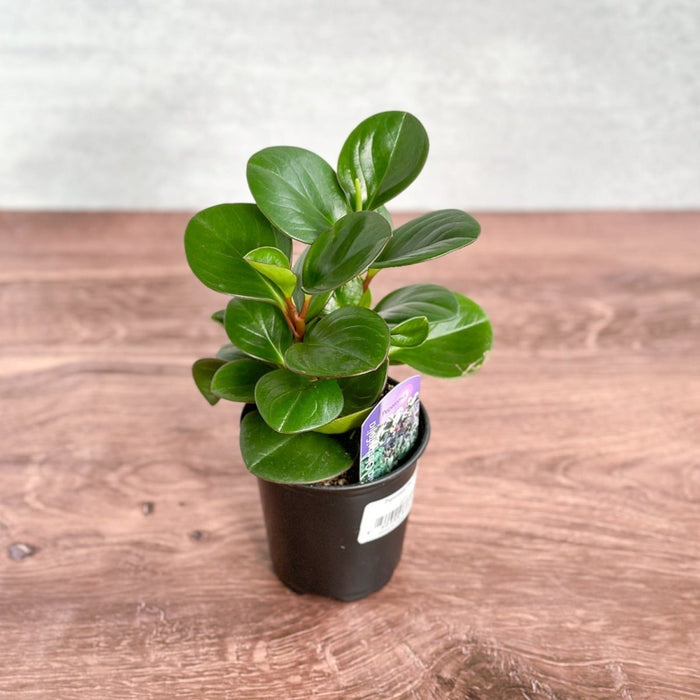 Peperomia Obtusifolia Green Baby Rubber Plant in black nursery pot on warm wood surface, showing natural bushy growth habit with glossy dark green foliage side view