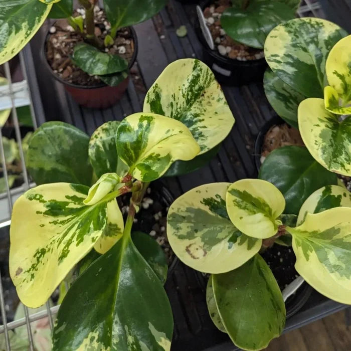 Marble Peperomia Plant