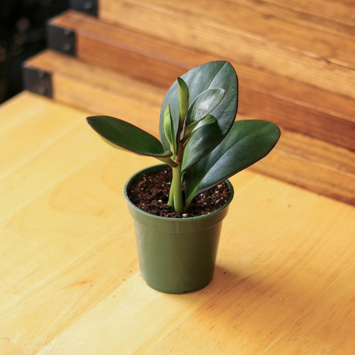 Top-down close-up of Peperomia obtusifolia Red Edge showing new growth emerging from center, deep green glossy leaves in green nursery pot