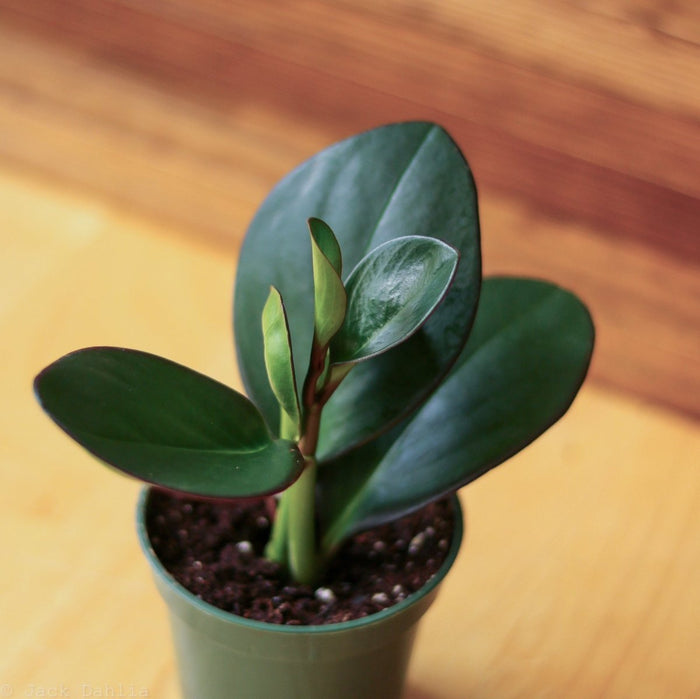 Peperomia obtusifolia Red Edge in green nursery pot on wood table in plant shop setting, showing compact upright form with dark green waxy foliage