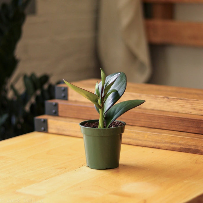 Peperomia obtusifolia Red Edge Baby Rubber Plant in green nursery pot on wood surface, pet-safe compact houseplant with glossy dark green leaves