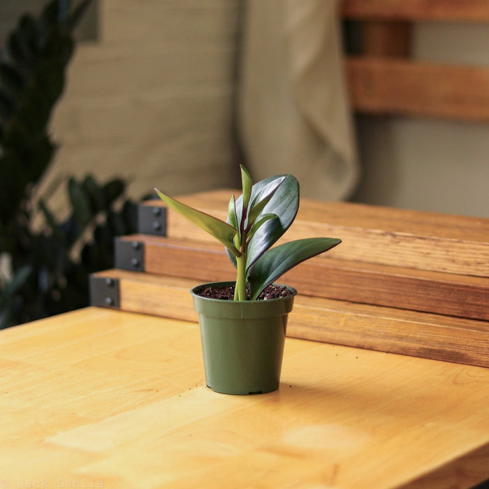 Pet-safe Peperomia obtusifolia Red Edge, non-toxic indoor plant with thick green leaves and red outlines