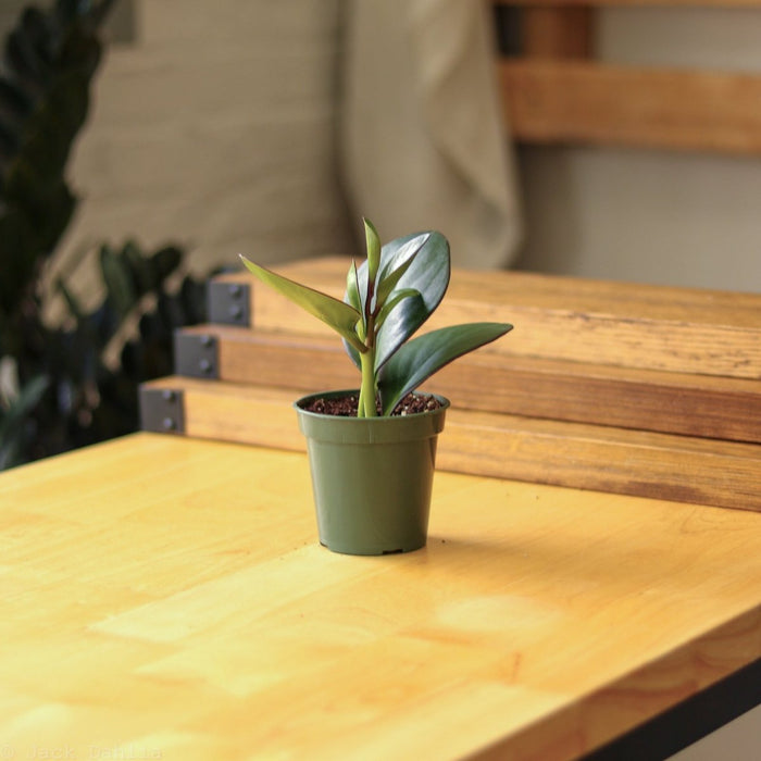 Small Peperomia obtusifolia Red Edge in green nursery pot on wood table, showing full plant scale against warm wood and plant shop background