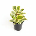 Small Peperomia Obtusifolia Variegata in black pot on wood table, compact bushy form with bright yellow-green and cream leaf margins