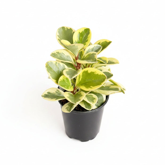 Small Peperomia Obtusifolia Variegata in black pot on wood table, compact bushy form with bright yellow-green and cream leaf margins