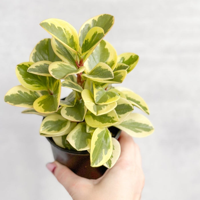 Top-down view of Peperomia Obtusifolia Variegata showing dense rosette of cream-edged green leaves in nursery pot