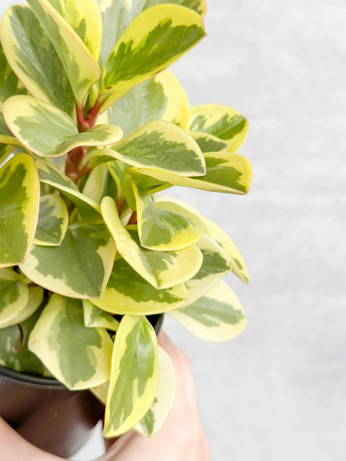 Close-up of Peperomia Obtusifolia Variegata foliage showing irregular cream and green variegation with wavy leaf edges