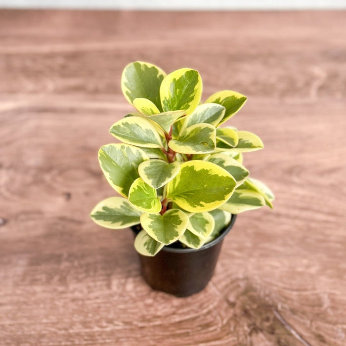 Peperomia Obtusifolia Variegata Baby Rubber Plant in small black nursery pot on wooden surface, showing green and cream variegated leaves
