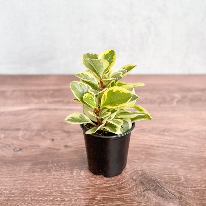 Side profile of variegated Baby Rubber Plant with thick glossy leaves showing yellow-green and cream patterning