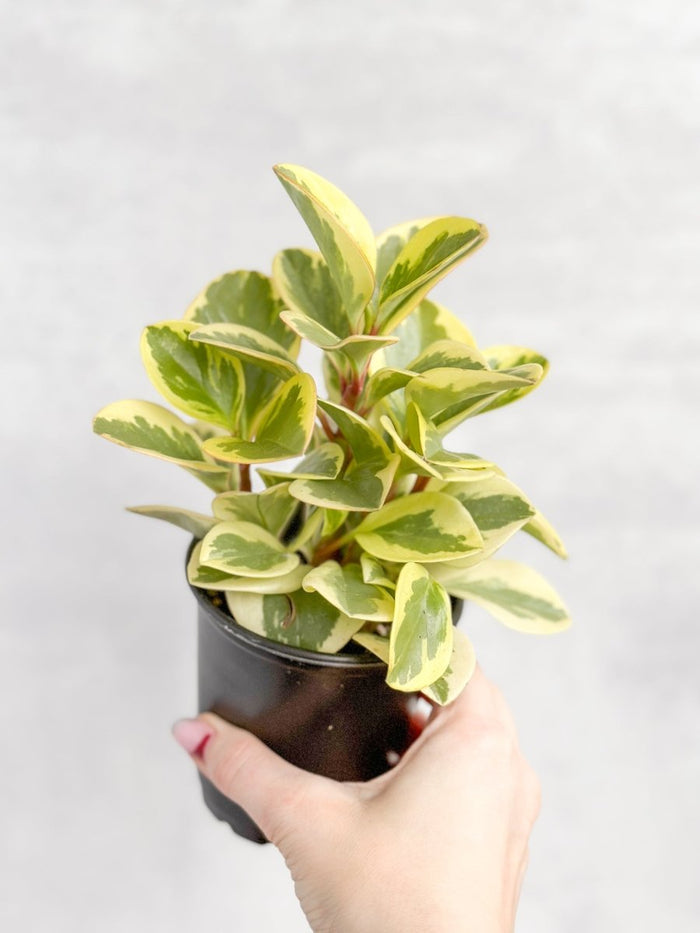 Hand holding Peperomia Obtusifolia Variegata Baby Rubber Plant in black nursery pot against light gray background