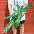 Philodendron atabapoense - Rare Strapleaf Philodendron - 4 Inch - Ed's Plant Shop