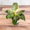 Philodendron Birkin live houseplant in nursery pot 4 Inch - Ed's Plant Shop