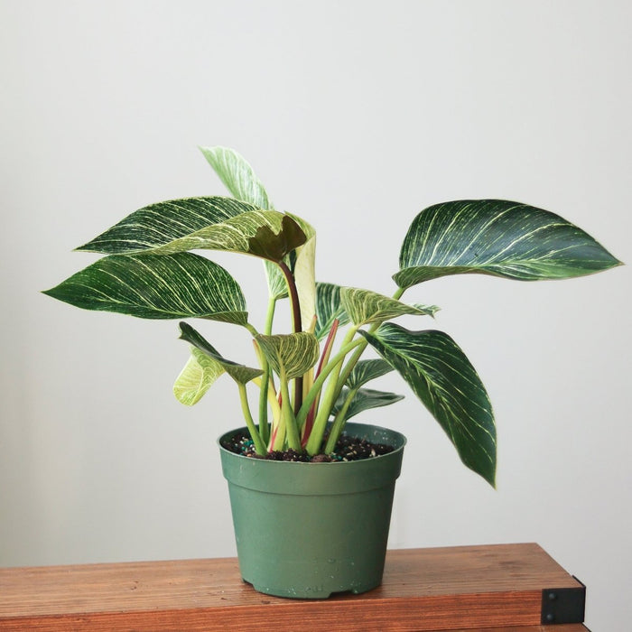 Philodendron Birkin with white striped foliage on table