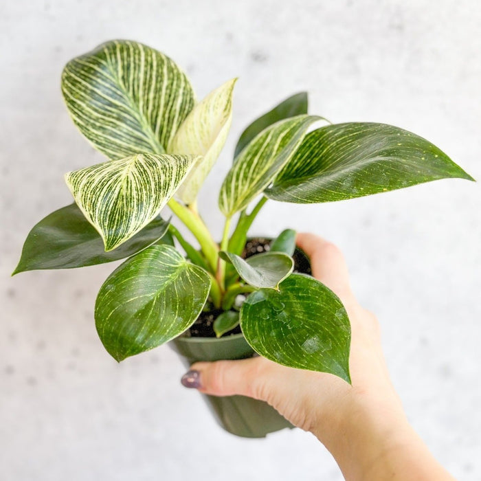 Philodendron Birkin plant held in hand for size reference